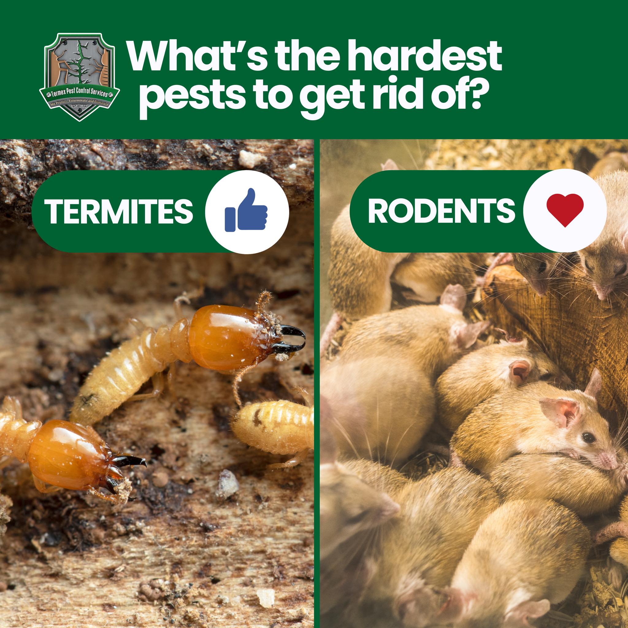 Termex featured service 3